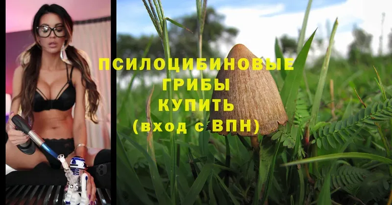 магазин  наркотиков  Кудрово  Галлюциногенные грибы MAGIC MUSHROOMS 